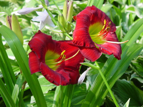 Daylily deep red